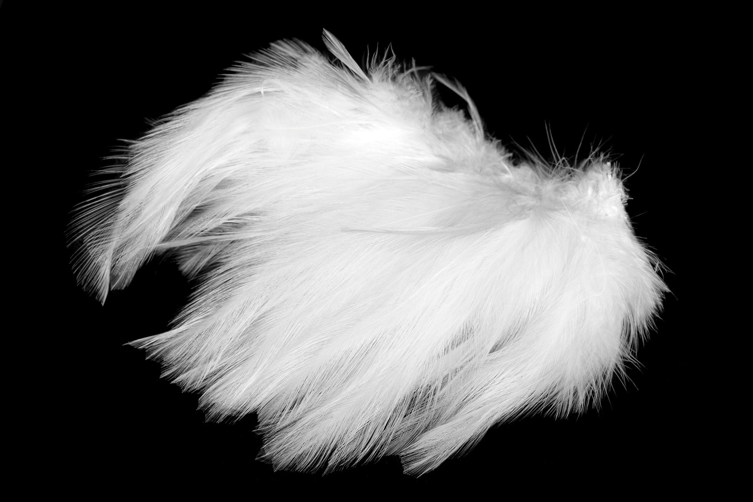 Saltwater Neck Hackle